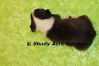 Mack--ready to go 11-2, a male Boston Terrier for sale in Macon, GA – 2 of 6