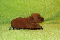 F1b MINI Lazy--average weight 30lbs, a male Miniature Goldendoodle for sale in Macon, GA – 5 of 10
