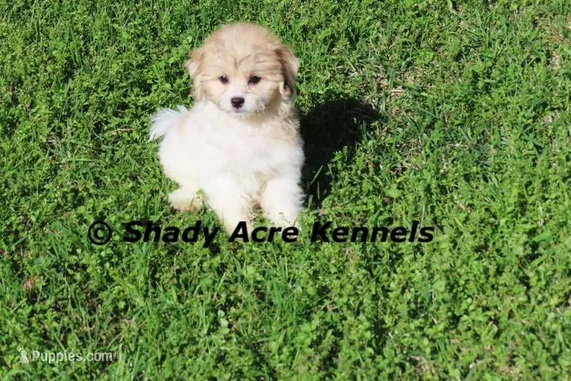 Shichon Magnet – Shichon, Mal Shi puppy for sale in Macon, GA