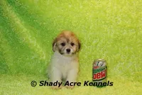 Magnet, a male Shichon for sale in Macon, GA – Photo 9 of 10