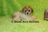 Magnet, a male Shichon for sale in Macon, GA – Photo 4 of 10