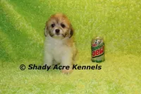 Magnet, a male Shichon for sale in Macon, GA – Photo 8 of 10