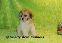 Magnet, a male Shichon for sale in Macon, GA – Photo 1 of 10