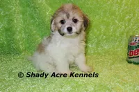 Magnet, a male Shichon for sale in Macon, GA – Photo 5 of 10