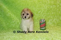 Magnet, a male Shichon for sale in Macon, GA – Photo 7 of 10