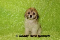 Magnet, a male Shichon for sale in Macon, GA – Photo 3 of 10