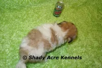 Magnet, a male Shichon for sale in Macon, GA – Photo 10 of 10