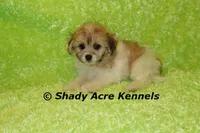 Magnet, a male Shichon for sale in Macon, GA – Photo 2 of 10