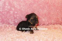 Bugundy--AKC registerable, a female Yorkshire Terrier for sale in Macon, GA – 3 of 6