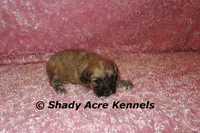 Gizzy, a female Shichon for sale in Macon, GA – 4 of 8