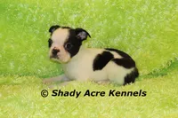 Indy--Splash with a Haggerty Spot, a male Boston Terrier for sale in Macon, GA – 6 of 10