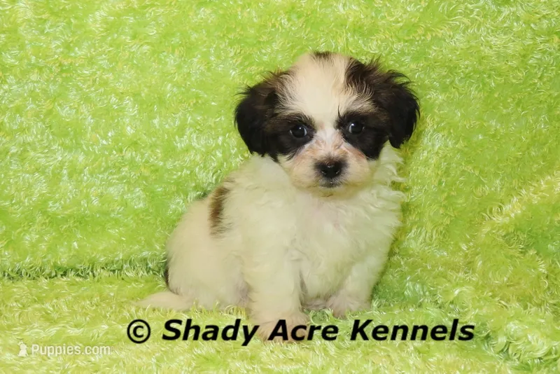 Macaroni – Shichon puppy for sale in Macon, GA