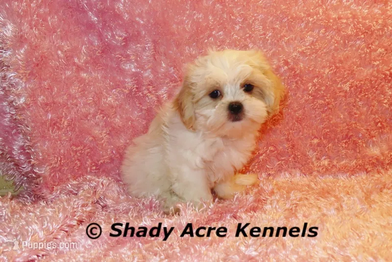 Disco-mature weight 8-10 lb – Mal Shi puppy for sale in Macon, GA