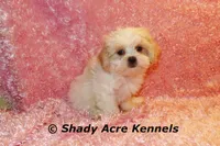 Disco-mature weight 8-10 lb, a female Mal Shi for sale in Macon, GA – 3 of 10