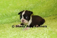 Mack--ready to go 11-2, a male Boston Terrier for sale in Macon, GA – 3 of 6