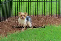AKC Celantro--average <4lb--Parent pics listed, a male Yorkshire Terrier for sale in Macon, GA – 10 of 10