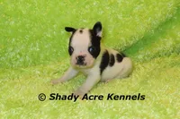Indago--Splash with a Haggerty Spot, a male Boston Terrier for sale in Macon, GA – 3 of 5