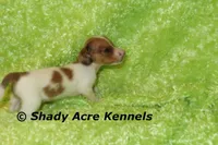 Long Coat Yang, a male Miniature Dachshund for sale in Macon, GA – 7 of 7
