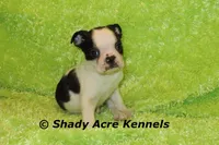 Indy--Splash with a Haggerty Spot, a male Boston Terrier for sale in Macon, GA – 4 of 10