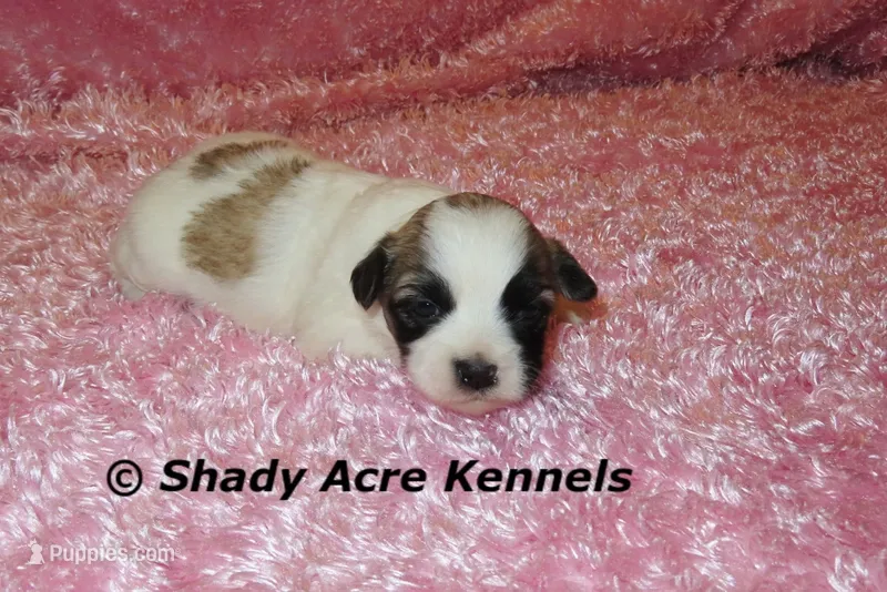 Mae – Shichon puppy for sale in Macon, GA