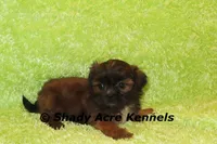 Kin, a male Shih Tzu for sale in Macon, GA – 9 of 9