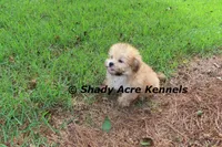 Gironimo, a male Mal Shi for sale in Macon, GA – 4 of 7