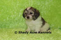 Giano, a male Shichon and Mal Shi for sale in Macon, GA – Photo 9 of 10