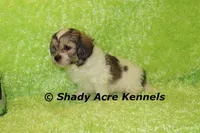 Giano, a male Shichon and Mal Shi for sale in Macon, GA – Photo 10 of 10