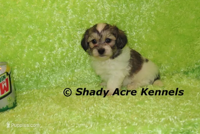 Giano-ready 4-2 – Shichon, Mal Shi puppy for sale in Macon, GA