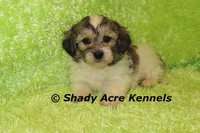 Giano, a male Shichon and Mal Shi for sale in Macon, GA – Photo 6 of 10