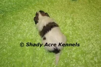Giano-ready 4-2, a male Shichon and Mal Shi for sale in Macon, GA – Photo 3 of 5
