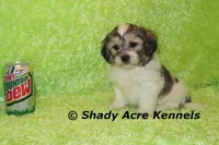 Giano, a male Shichon and Mal Shi for sale in Macon, GA – Photo 8 of 10