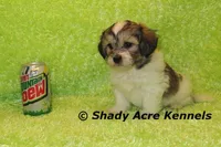 Giano, a male Shichon and Mal Shi for sale in Macon, GA – Photo 7 of 10
