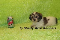 Giano, a male Shichon and Mal Shi for sale in Macon, GA – Photo 4 of 10