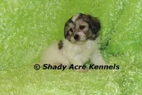 Giano, a male Shichon and Mal Shi for sale in Macon, GA – Photo 5 of 10