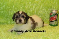 Giano-ready 4-2, a male Shichon and Mal Shi for sale in Macon, GA – Photo 1 of 5