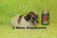 Giano-ready 4-2, a male Shichon and Mal Shi for sale in Macon, GA – Photo 4 of 5