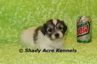 Giano-ready 4-2, a male Shichon and Mal Shi for sale in Macon, GA – Photo 2 of 5