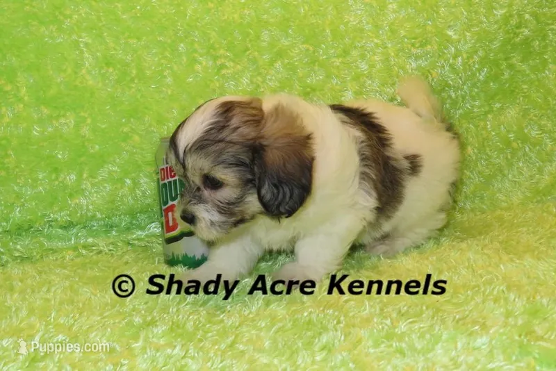 Giano – Shichon, Mal Shi puppy for sale in Macon, GA