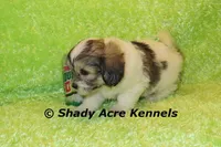 Giano, a male Shichon and Mal Shi for sale in Macon, GA – Photo 1 of 10