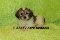 Giano, a male Shichon and Mal Shi for sale in Macon, GA – Photo 3 of 10