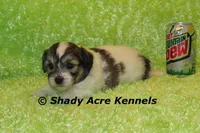 Giano-ready 4-2, a male Shichon and Mal Shi for sale in Macon, GA – Photo 5 of 5