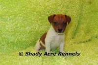 Smooth Shorty Chetan, a male Jack Russell Terrier for sale in Macon, GA – 5 of 10