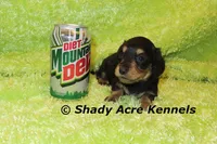 Long Coat Lochlan, a male Miniature Dachshund for sale in Macon, GA – 5 of 6