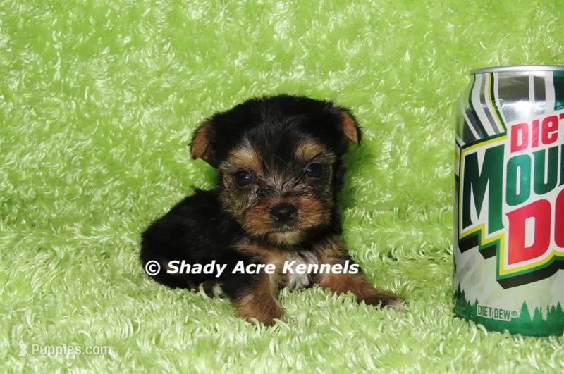 AKC Cecil-average < 4lb--Parent pics listed – Yorkshire Terrier puppy for sale in Macon, GA