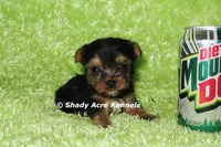 AKC Cecil-average < 4lb--Parent pics listed, a male Yorkshire Terrier for sale in Macon, GA – 1 of 9