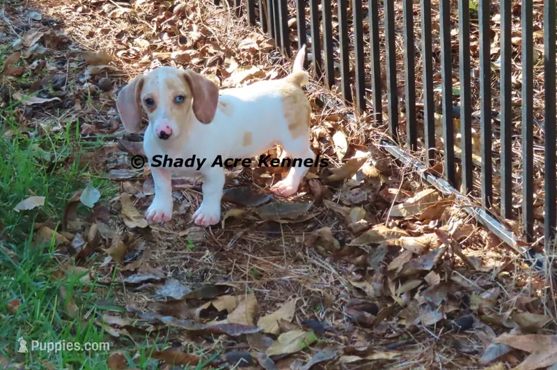Yang – Miniature Dachshund puppy for sale in Macon, GA