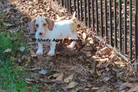 Yang-Parent pics too, a male Miniature Dachshund for sale in Macon, GA – 1 of 10