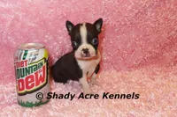 Ica-Ready 3-7 Small,Mighty, a female Boston Terrier for sale in Macon, GA – Photo 2 of 5