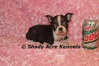 Ica--Small & Mighty, a female Boston Terrier for sale in Macon, GA – Photo 2 of 7